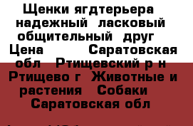  Щенки ягдтерьера - надежный, ласковый, общительный  друг  › Цена ­ 999 - Саратовская обл., Ртищевский р-н, Ртищево г. Животные и растения » Собаки   . Саратовская обл.